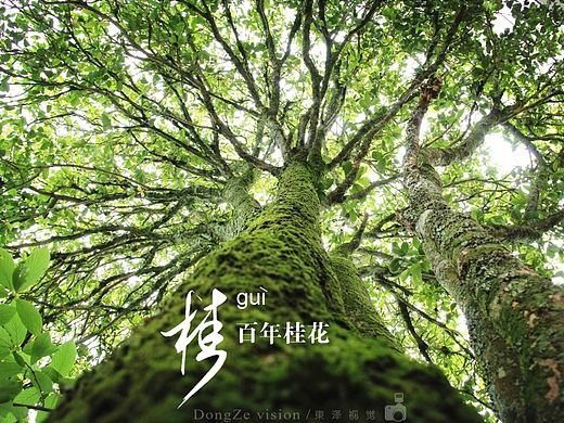【東泽视觉】莆田美丽乡村-第三站：游洋镇-兴山村古村落  