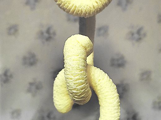 爆米花