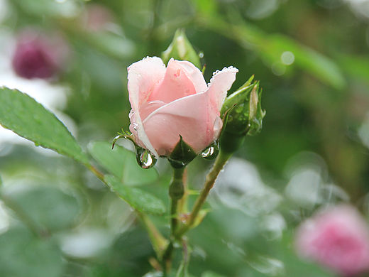 花草集