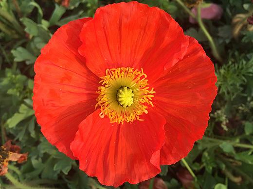 虞美人（個人主頁-ZMTY5OTcwODg=） - 風(fēng)光攝影 - 站酷設(shè)計師Yinlizk原創(chuàng)素材 - 站酷ZCOOL