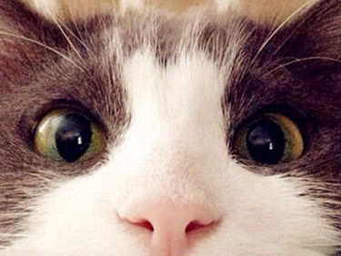 铲屎官日志（个人主页-ZMTU4NDkzMTI=） - APP界面 - 站酷设计师lewoss原创素材 - 站酷ZCOOL