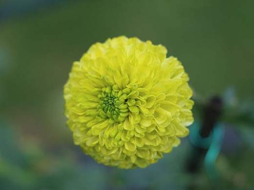 西湖花展（個人主頁-ZMTkyMTkyODg=） - 產(chǎn)品攝影 - 站酷設計師monijuan原創(chuàng)素材 - 站酷ZCOOL