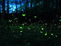 可愛的小精靈們——螢火蟲（個人主頁-ZMjQ1MTUyMA==） - 風(fēng)光攝影 - 站酷設(shè)計(jì)師ICELK原創(chuàng)素材 - 站酷ZCOOL