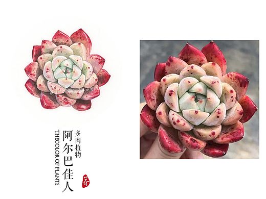 水彩多肉