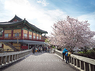【韩国药泉寺樱花季】