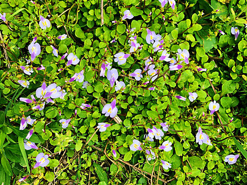 清明节乡下扫墓（个人主页-ZNDM1MDA0MjA=） - 风光摄影 - 站酷设计师Vinci153原创素材 - 站酷ZCOOL