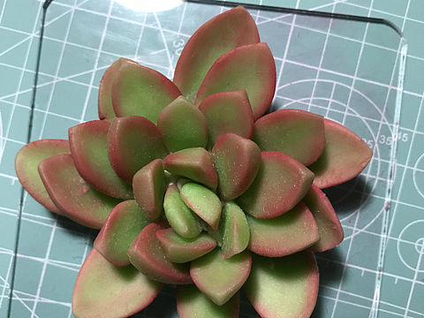 粘土~多肉練習(xí)（個人主頁-ZMzQ5OTgxMDA=） - 其他手工藝 - 站酷設(shè)計師再等幾天CAKE原創(chuàng)素材 - 站酷ZCOOL