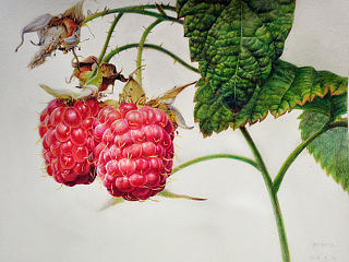 覆盆子  彩铅