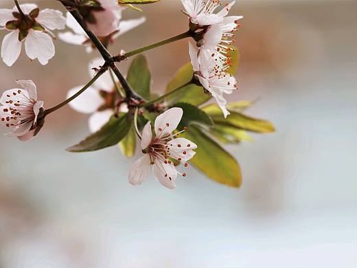 先开花后长叶的进阶