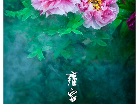 雍容华贵