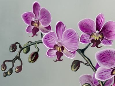 【板绘】兰花（个人主页-ZMTY5OTY3Mjg=） - 创作习作 - 站酷设计师邹A口原创素材 - 站酷ZCOOL