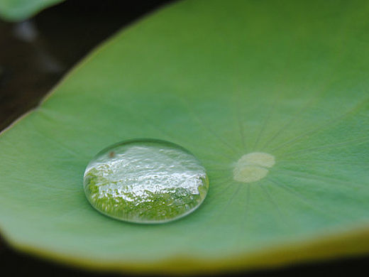 厦门园博苑端午荷花（2013.6.11）（个人主页-ZMjMwMDU2NA==） - 产品摄影 - 站酷设计师洽有所闻原创素材 - 站酷ZCOOL