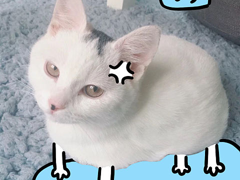 画猫——俺叫肉肉（个人主页-ZMzUzMzMwMDA=） - 创作习作 - 站酷设计师自动喵喵机原创素材 - 站酷ZCOOL