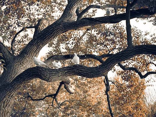 游于西湖，舉頭望枝頭。（個(gè)人主頁-ZMTk4OTAwODA=） - 風(fēng)光攝影 - 站酷設(shè)計(jì)師妥寸原創(chuàng)素材 - 站酷ZCOOL