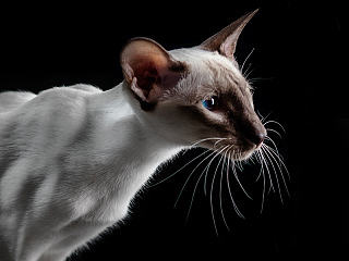东方短毛猫