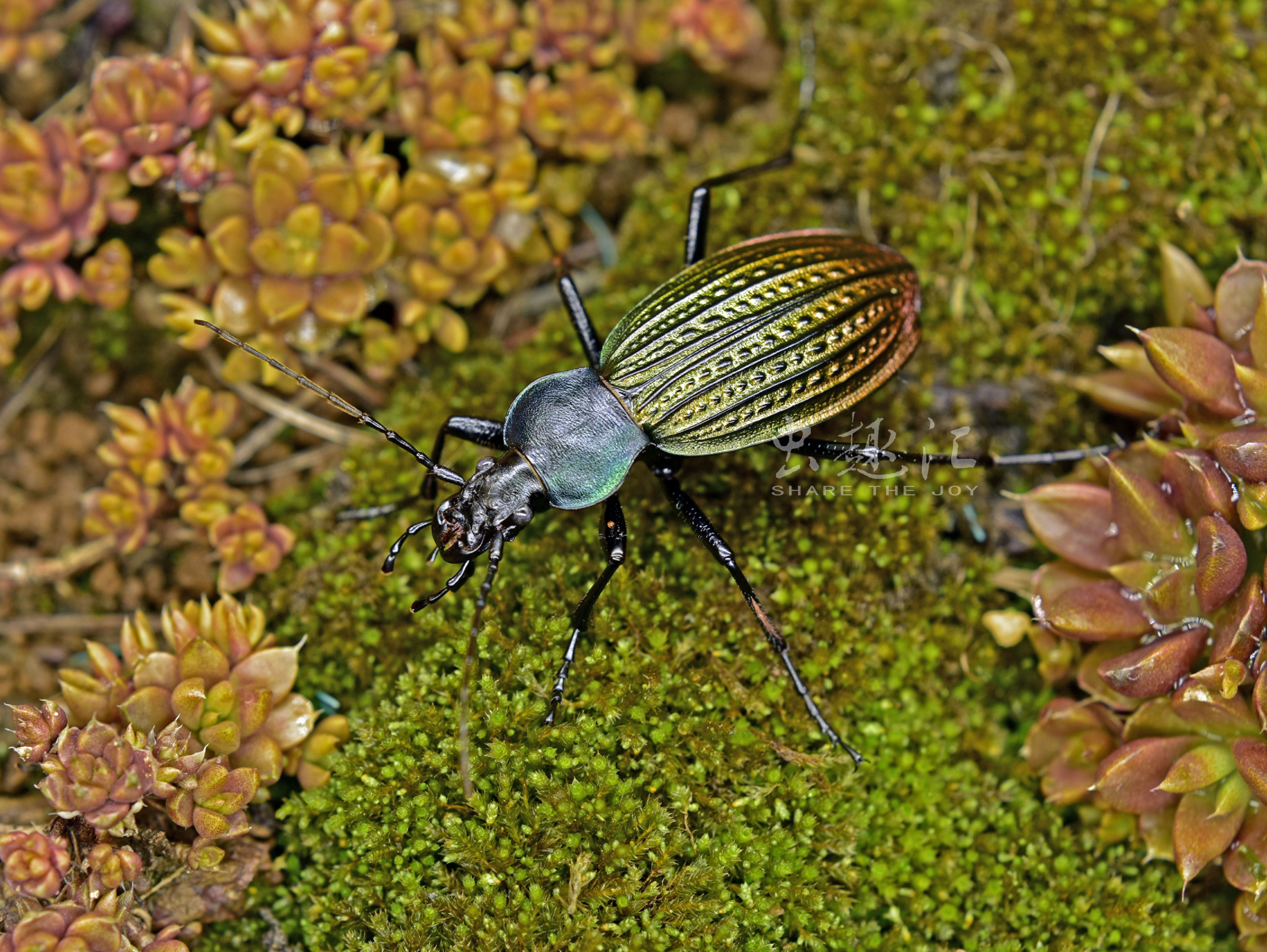 散落林间的艺术品——硕步甲_i虫趣汇i-站酷zcool