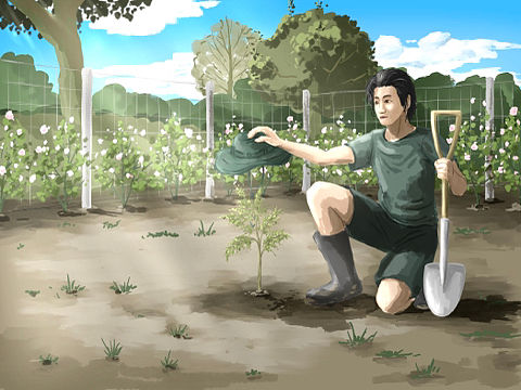 【治愈的花园】种一棵蓝花楹（插画）