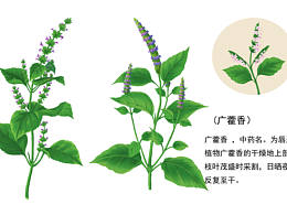 插画植物
