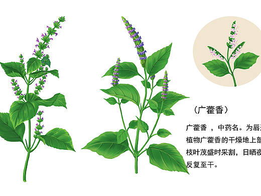 植物插画（二）