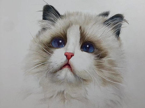 彩铅布偶猫（带步骤）