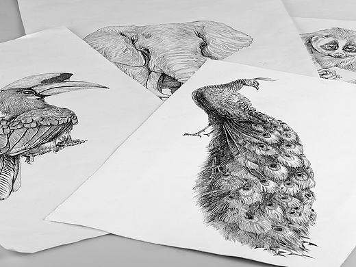 雨林古树茶品牌包装插画