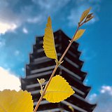 一灯大师yun的头像