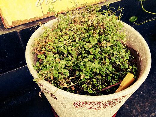 綠植（個人主頁-ZMTg3NTE1Mjg=） - 風光攝影 - 站酷設計師YMMM123原創(chuàng)素材 - 站酷ZCOOL