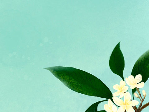 鸡蛋花