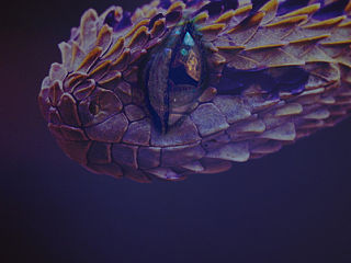 盗墓笔记 烛九阴