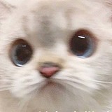 大花馋狗的头像