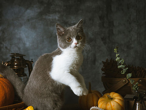 猫猫也过万圣节🎃
