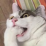 Seland的头像