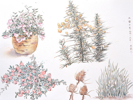 花花草草