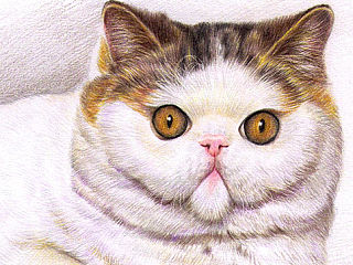 色鉛筆的寵物萌繪--貓咪篇（個人主頁-ZNDkxNjc1Mg==） - 創(chuàng)作習(xí)作 - 站酷設(shè)計師Zealxin原創(chuàng)素材 - 站酷ZCOOL