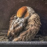 拉利拉塔的头像