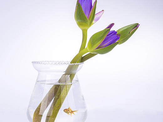 睡蓮（個(gè)人主頁-ZMTcxNTY3NTI=） - 產(chǎn)品攝影 - 站酷設(shè)計(jì)師妥寸原創(chuàng)素材 - 站酷ZCOOL