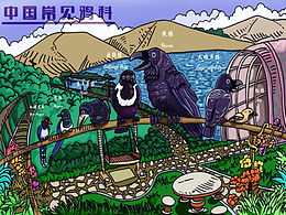 中国常见鸦科鸟类