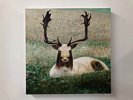 鹿系列.林森处见鹿