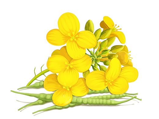 （杂碎）仿真实物、植物