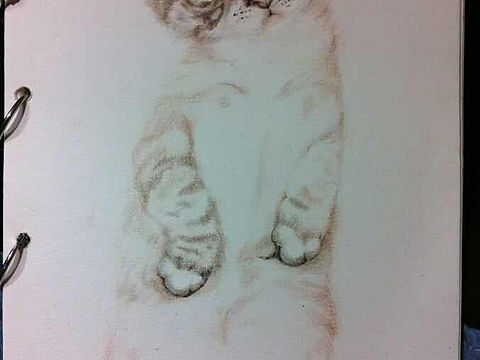 随笔 彩铅猫咪拉克丝