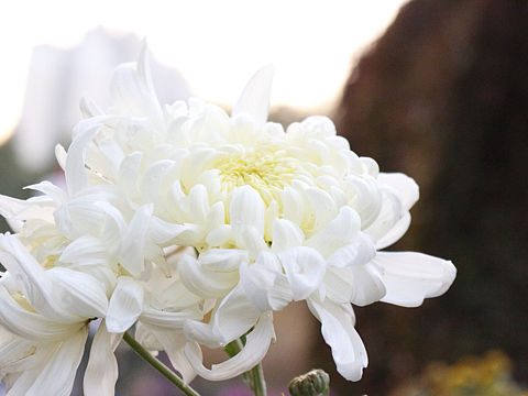 菊（个人主页-ZMjQ5ODAyNzI=） - 产品摄影 - 站酷设计师journey19940原创素材 - 站酷ZCOOL