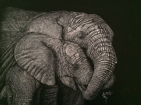 【刮画】象亲相爱