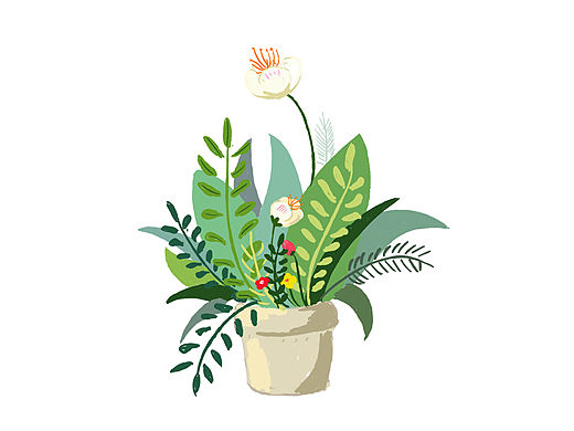 植物