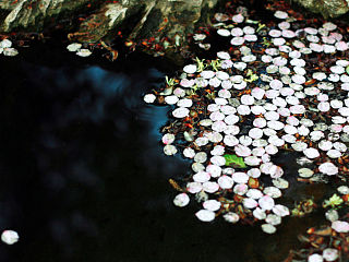 太子湾樱花盛开