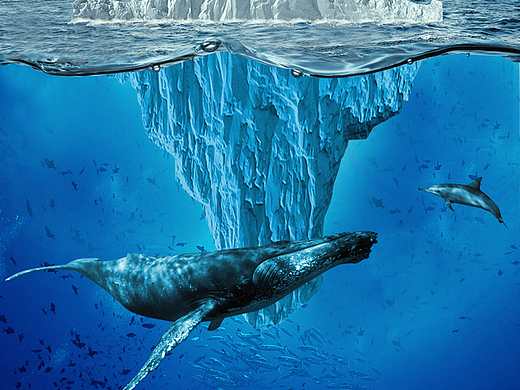 原创 水下世界 海底世界 潜北极冰山鲸鱼源文件下载