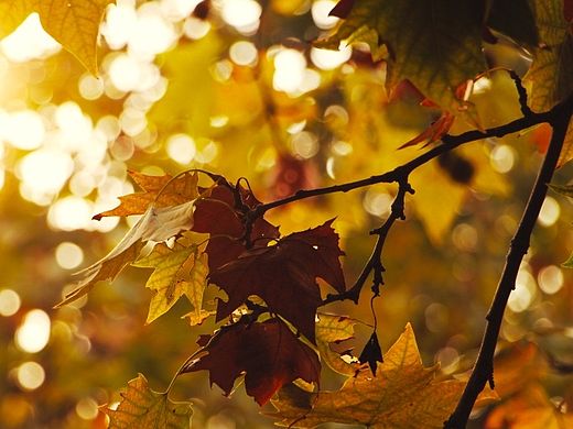 一杯苦楚尽入喉