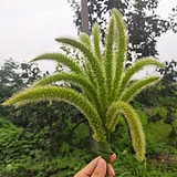 观隅空间设计的头像