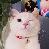 Leo_霖的头像