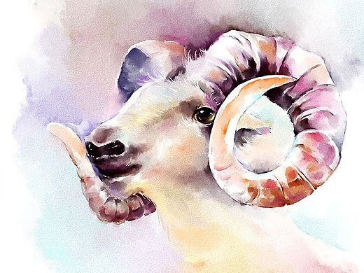 水彩羊插画