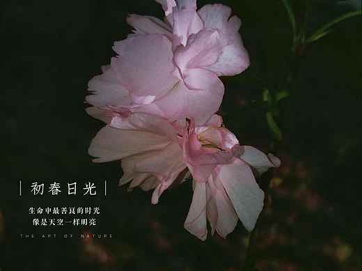 初春日光（个人主页-ZMjE0NzA3NjA=） - 产品摄影 - 站酷设计师什苡原创素材 - 站酷ZCOOL